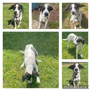 Come meet this sweet girl today! Her name is Lisa and she loves treats. | Decatur Animal Services