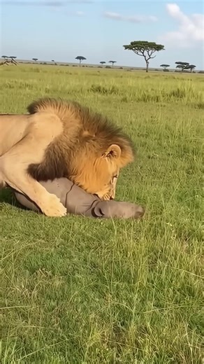 What happens to a male lion that attacks a baby rhinoceros?