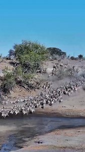 1.8K views · 176 reactions | Chaos? Check. Dust? Everywhere. Stripes? In abundance Zebra migration in full stampede mode. running up, down, and all around the sandy banks at Camelthorn! #ZebraMigration #DustAndDrama #CamelthornChronicles #StripeLife #WildlifeWanderlust #MonochromeMadness | Africam | Facebook