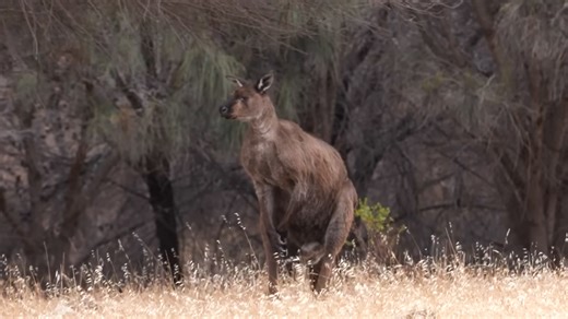 This island has twice as many kangaroos as people - and they’re not friendly
