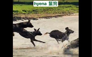 动物世界～鬣狗hyena