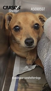 143 reactions · 95 shares | Adopted  A5590597 ✰ Unknown -10/24/23-...