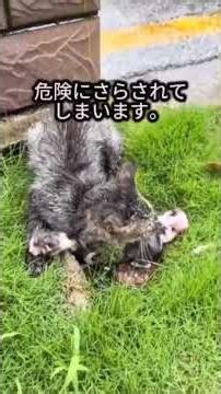 A cat soaking wet, meowing desperately in the pouring rain.