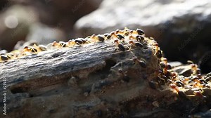 Termite soldier, Soldier Termites eat wood of tree , Animals, wildlife in forest on ground back to the nest