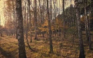 【Calm WHALE 系列】Heart Chakra Balancing Mediation萨满鼓心轮冥想