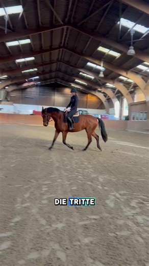 Part III zum Thema #jungpferdeausbildung / #jungpferdetraining Hier seht ihr nun ein paar Ausschnitte aus der Galopparbeit. Ich kann mich immer nur wiederholen, für mich sind die Beiden ein absolut harmonisches Paar. Meine Schülerin bildet ihren Jungspund mit so viel Gedulg, Verständnis und auch einfach mit so feinen Hilfen aus - ich bin wirklich einfach begeistert. #fürmehrrealitätaufinstagram #reitunterricht #reitlehrer
