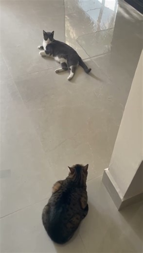 Diego ya no ataca a Bebe