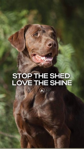 Shedding isn’t just about fur on your sofa — it’s a signal that your pet’s skin barrier may need support. Dryness, irritation, and weak follicles often start from the inside. O2Pets Omega Gold Skin works at the root: Omegas restore hydration, reduce inflammation, and strengthen the coat from follicle to tip. The result? Less hair on your clothes, more shine on your pet. Because when the skin is balanced, the coat speaks for itself. Find your pet’s formula right now on Amazon or o2pets.ae | O2 Pe