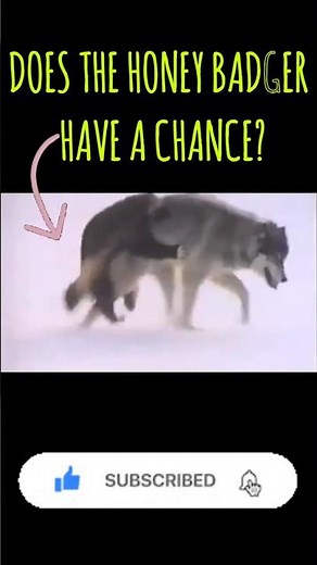 honey badger 🦡 vs🐺 wolf #trendanimals #wildlife #honeyba