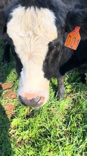 Heifers grazing cool-season forages research study in Blackville, SC #farming #foragedrops #forages