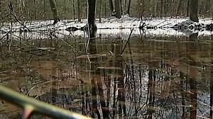 What is a vernal pool?
