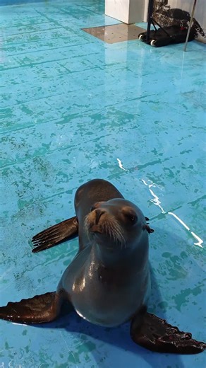 Why You Shouldn't Touch Seals: Fascinating Facts