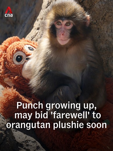 Punch, the baby macaque who won hearts online for cuddling an orangutan plushie, is showing signs of growing up. Zookeepers in Japan say the young monkey is clinging less to his plushie and has begun collecting food on his own instead of hanging onto keepers during feeding time — both key steps towards integrating with the rest of the troop. #punch #hangintherepunch #japan