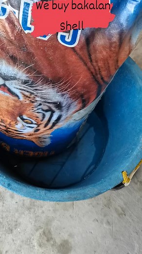 20 reactions · 11 comments | #MJL we buy bakalan shell daily  | Michael Lalosa | Facebook