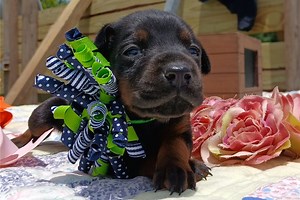 Rileigh - Doberman Pinscher Puppy 485C42