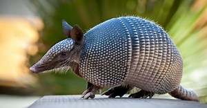 What Do Armadillos Eat?