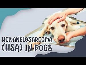 Hemangiosarcoma (HSA) In Dogs