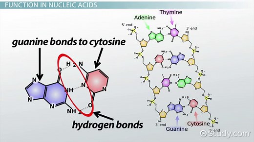 Guanine Overview, Structure & Formula