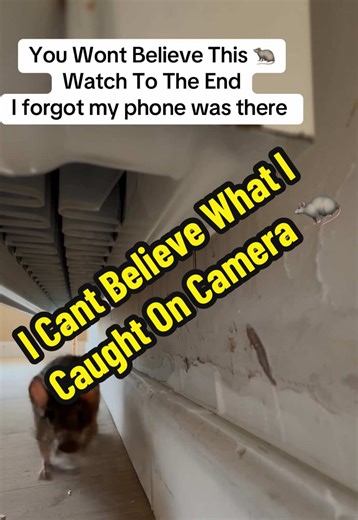 It’s Unreal What We Catch On Camera When Creating Painting & Decorating Content 🐀 #painting #decorators #homedecor #homerenovation #fyp