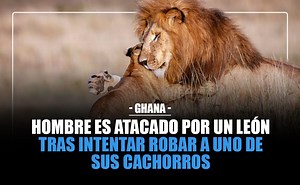 Hombre es atacado por un león tras intentar robar a uno de sus cachorros