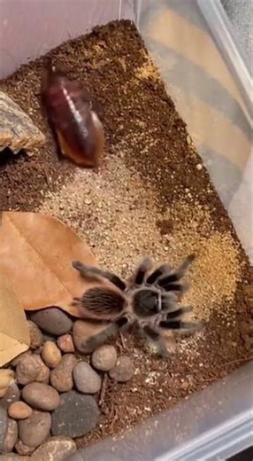 Tarantula vs Roach — Survival Inside the Glass #TerrariumLife #NatureInstinct #Tarantula