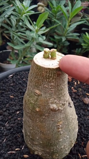 Adenium Grafting Successfully Produces Two Shoots