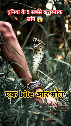 5 सबसे खतरनाक सांप दुनिया के लिए world top 5 deadliest snakes 🐍 #youtubeshorts #shorts #shortsfeed