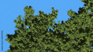 Monterey Cypress Creen Top of Crown Coniferous Evergreen Tree is Swaying at The Wind Green Scale-Like Leaves Tree in Windy Day Stock Video