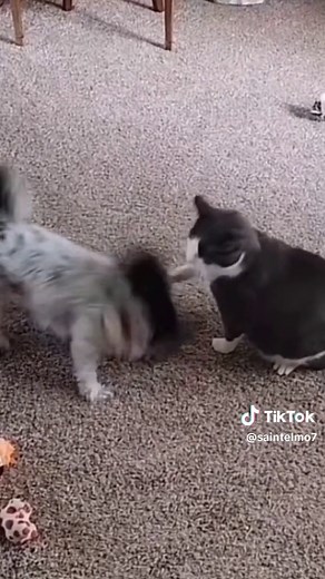 Saint Elmo on TikTok