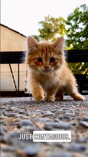 Baby Animals Playing: Cutest Moments!