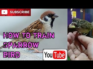 How to train a wild bird sparrow?
