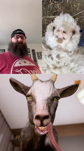 Hilarious Goat Simulator: What the Fluff Challenge