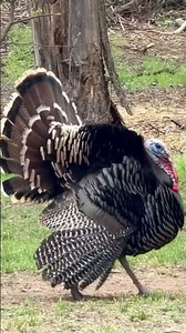 Wild Turkey Out & About! #nature #wildlife #wildturkeys