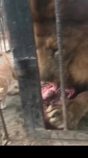 The most awesome cat 👍#cat