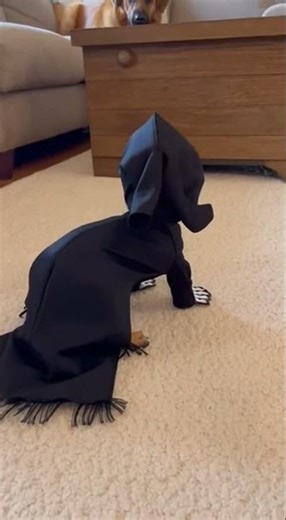 The Grim Reaper Chihuahua Just Broke This Dog