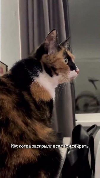 The cat watches a podcast and gets enlightened 🤣