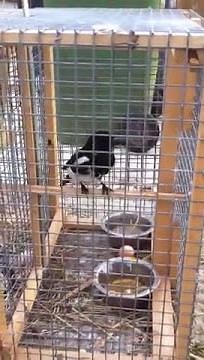 Homemade magpie trap action 2