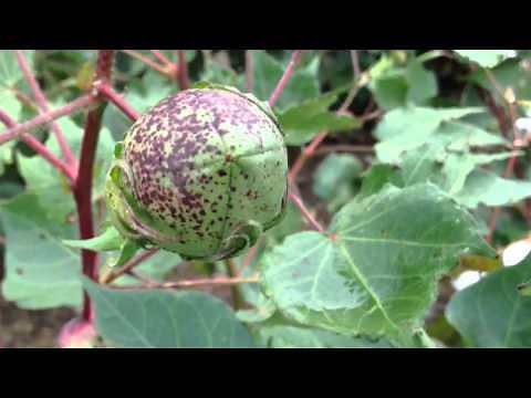 Understanding The Cotton Plant & Its Physiology