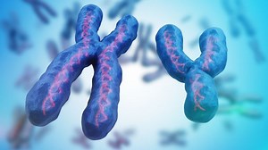 Y Chromosome’s Contribution to Male Fertility Probed