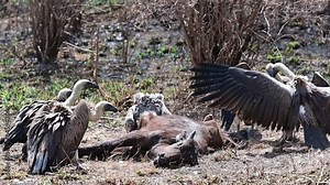 Flock of white-backed vultures tear apart the carcass of a dead antelope and eat the flesh. Birds of Africa, Kenya.