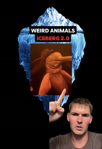 Weird Animals Iceberg 2.0: Unusual Creatures Revealed