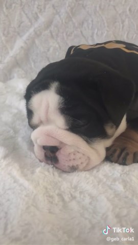 Dog Batman Costume - Best Superhero Outfit for Your Pup!