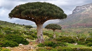 The Dragon Wood Tree: Get To Know This Unique Tree - Top Woodworking Advice