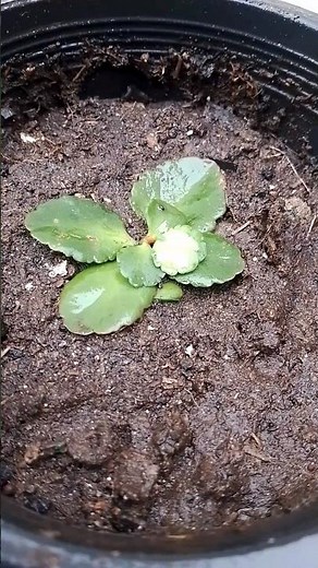 How to Grow Healthy Plants at Home 🌱 | Easy Plant Care Tips