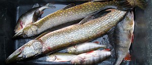 INCREASED MERCURY CONTENT IN FISH