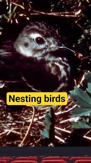 Nesting birds #shorts #birds #documentary