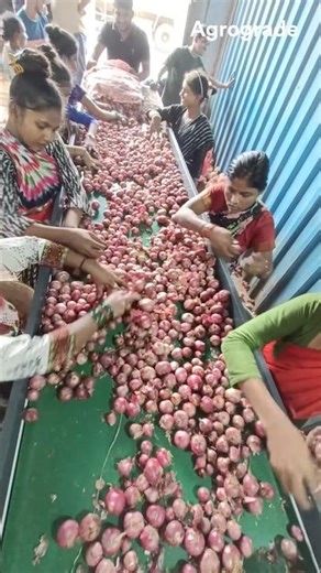 Amazing Onion Onion Grading Machine ‪@Agrograde‬