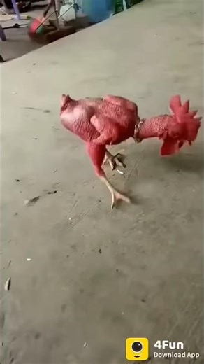 #alex #chicken #sorts #sortvideo