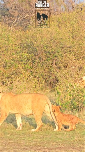 1.3K views · 941 reactions | Rob The Ranger Wildlife Videos on Reels | Facebook