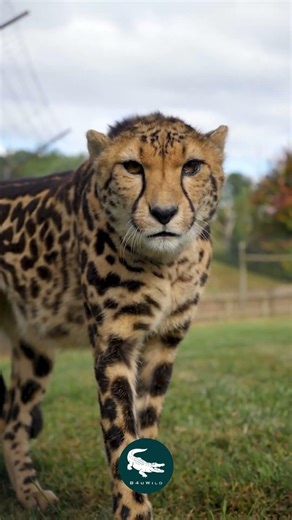 King Cheetah 👑🐆 The Royal Pattern of the Plains